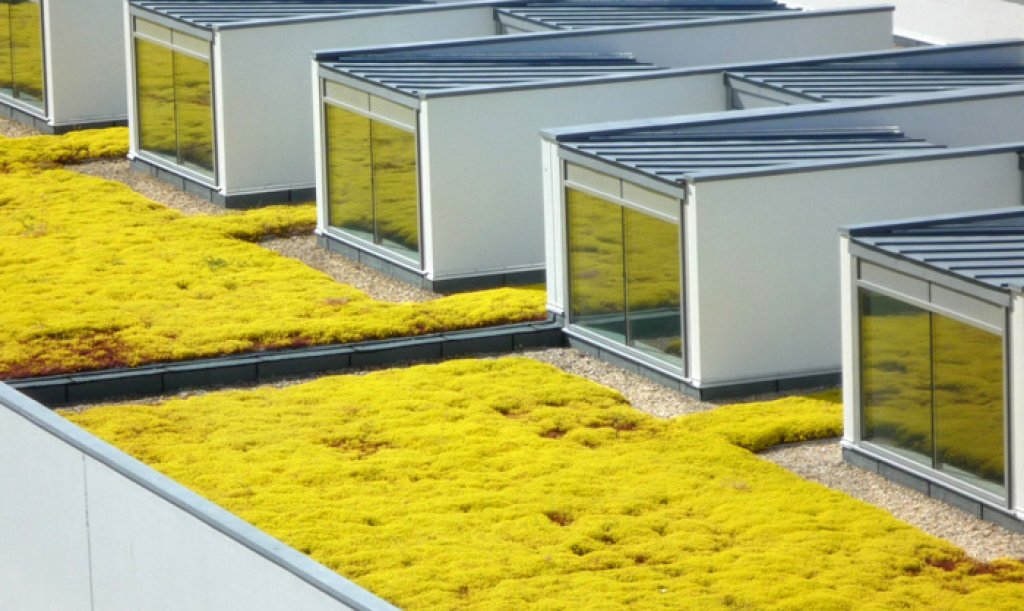 Green roofing produced with the HYDROPACK® tray