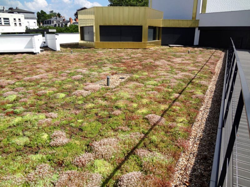 green roof the sedum mat