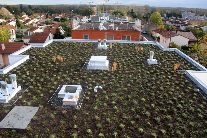 Green roof with plug plants (on installation)