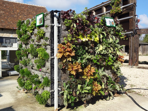 Researching new plants for living walls