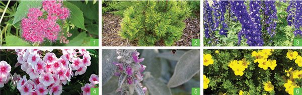  Exemple de plantes composant la palette végétale iD CREA PAYSAGE