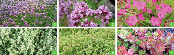  Exemple de plantes composant la palette végétale iD MIX-FLORE  AROMA