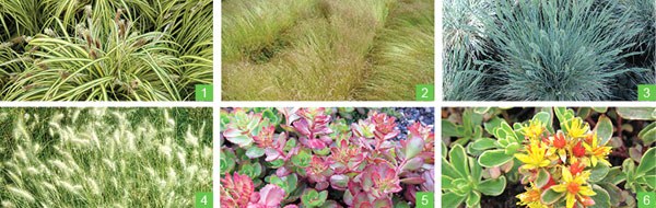 Exemple de plantes composant la palette végétale iD MIX  FLORE PRAIRIE