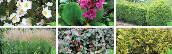  Exemple de plantes composant la palette végétale iD PATIO