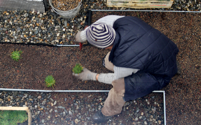 Planting i.D. MOTTE micro-plugs on a green roof