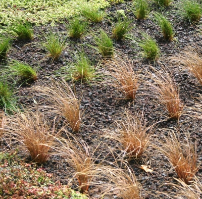 i.D. CREA-PAYSAGE landscaped plant cover