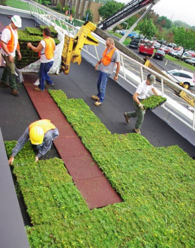 Installing and monitoring green roof with sedum cuttings