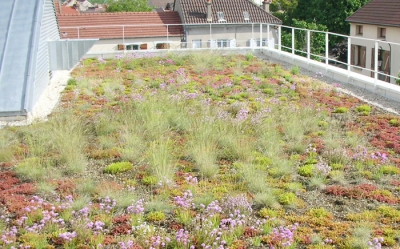 Green roofs with planting plugs