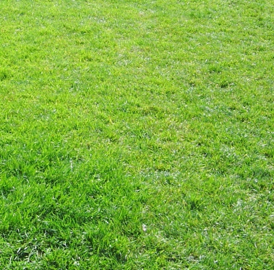 i.D. GAZON green roof lawn